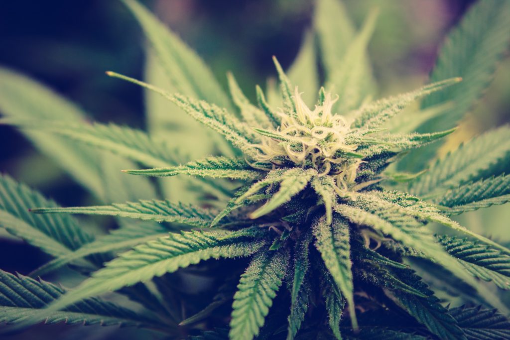 cannabis